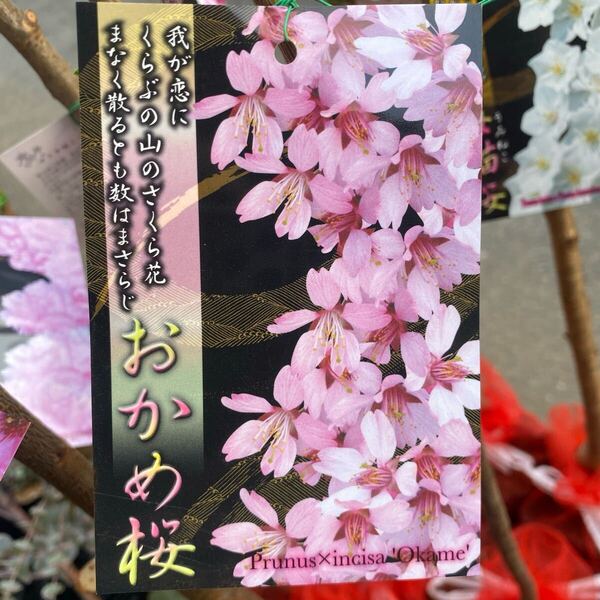 落葉樹 花木 おかめ桜