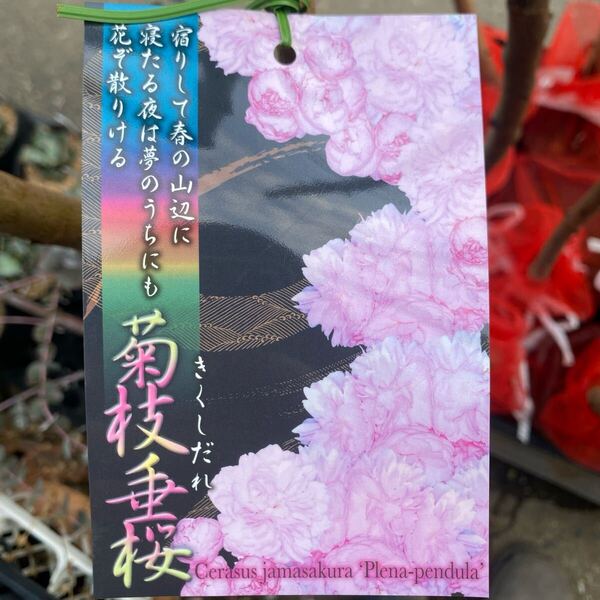 落葉樹 花木 菊枝垂桜