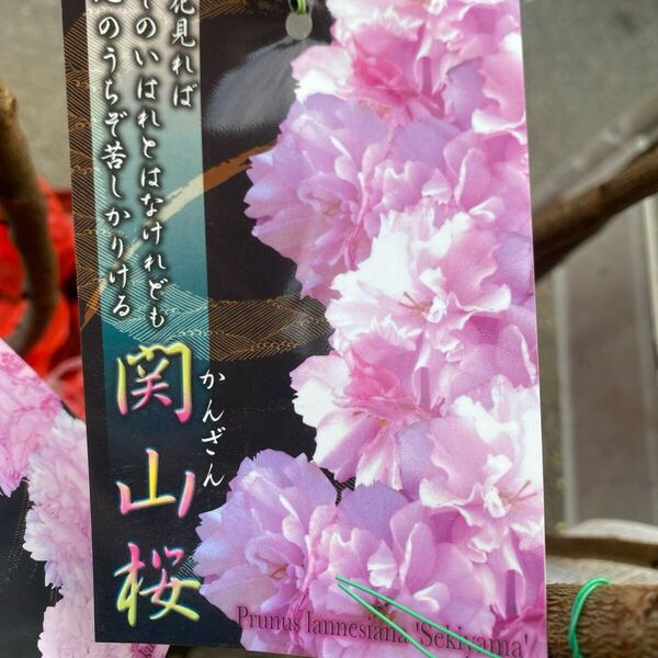 落葉樹 花木 関山桜