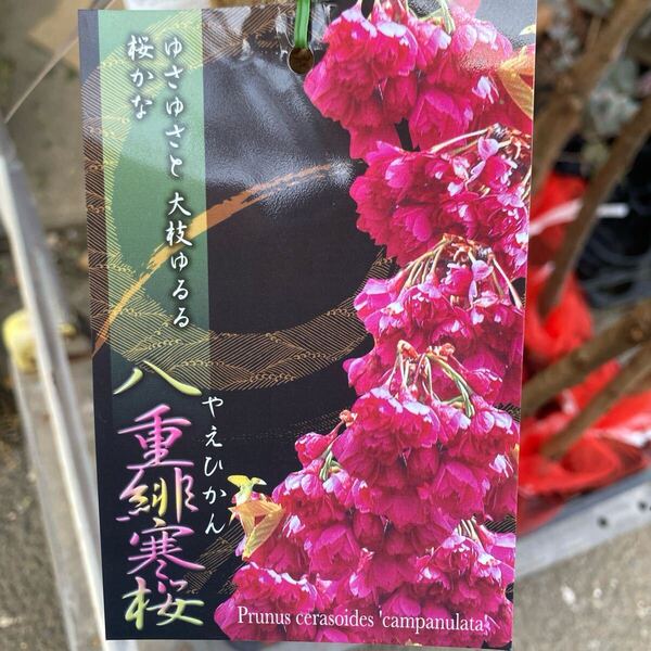 落葉樹 花木 八重緋寒桜