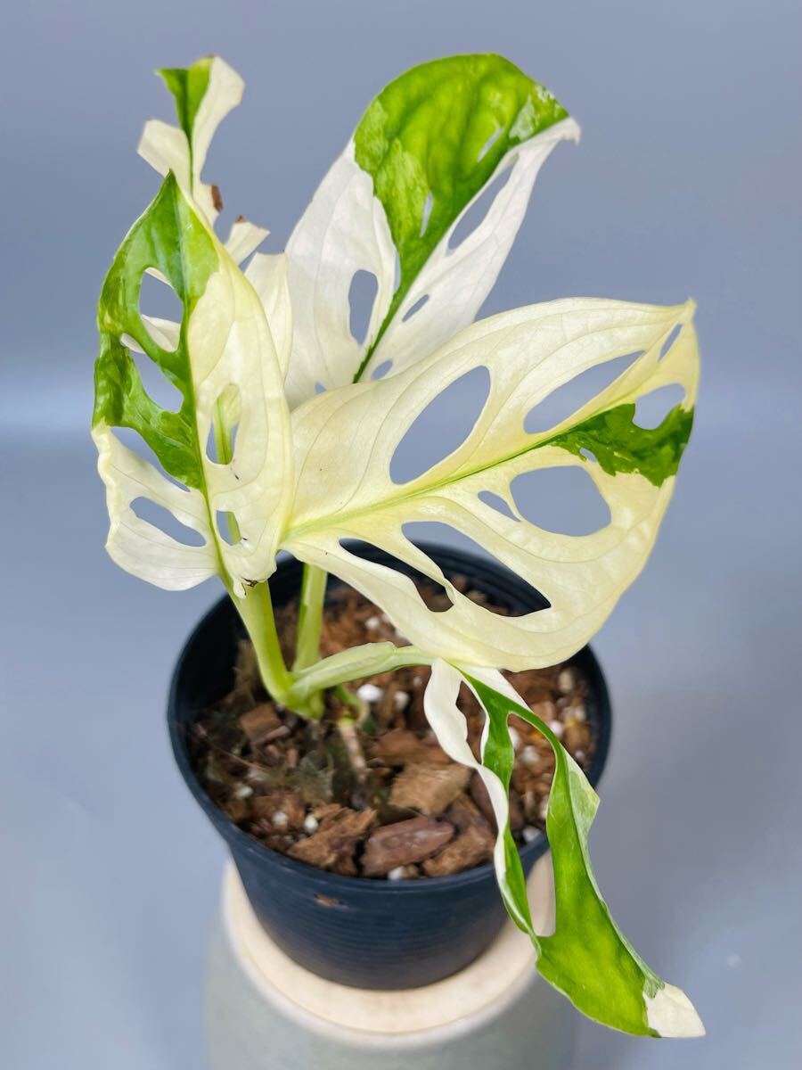 Yahoo!オークション -「aurea」(モンステラ) (観葉植物)の落札 Yahoo!オークション -「aurea」(モンステラ) (観葉植物)の落札