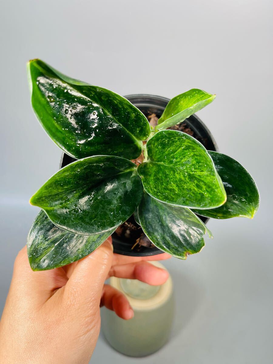 Yahoo!オークション -「トレ!」(その他) (観葉植物)の落札相場 Yahoo!オークション -「トレ!」(その他) (観葉植物)の落札相場