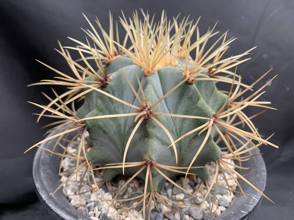Yahoo!オークション -「王冠竜」(サボテン) (観葉植物)の落札 Yahoo!オークション -「王冠竜」(サボテン) (観葉植物)の落札