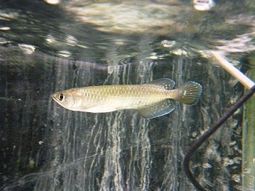 Yahoo!オークション -「ノーザンバラムンディ」(ペット、生き物