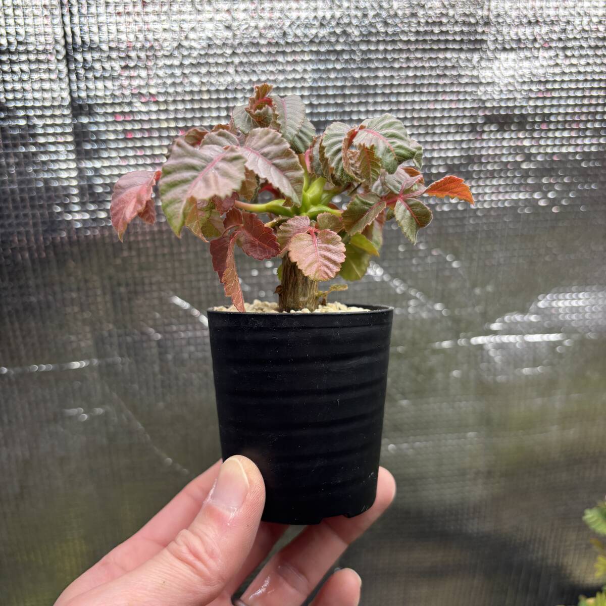 Yahoo!オークション -「メキシカーナ」(サボテン) (観葉植物)の Yahoo!オークション -「メキシカーナ」(サボテン) (観葉植物)の