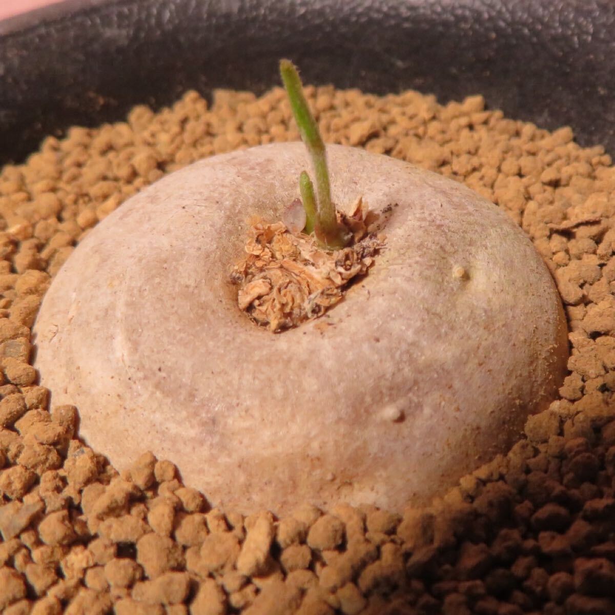Yahoo!オークション -「ブラキステルマ」(サボテン) (観葉植物 Yahoo!オークション -「ブラキステルマ」(サボテン) (観葉植物