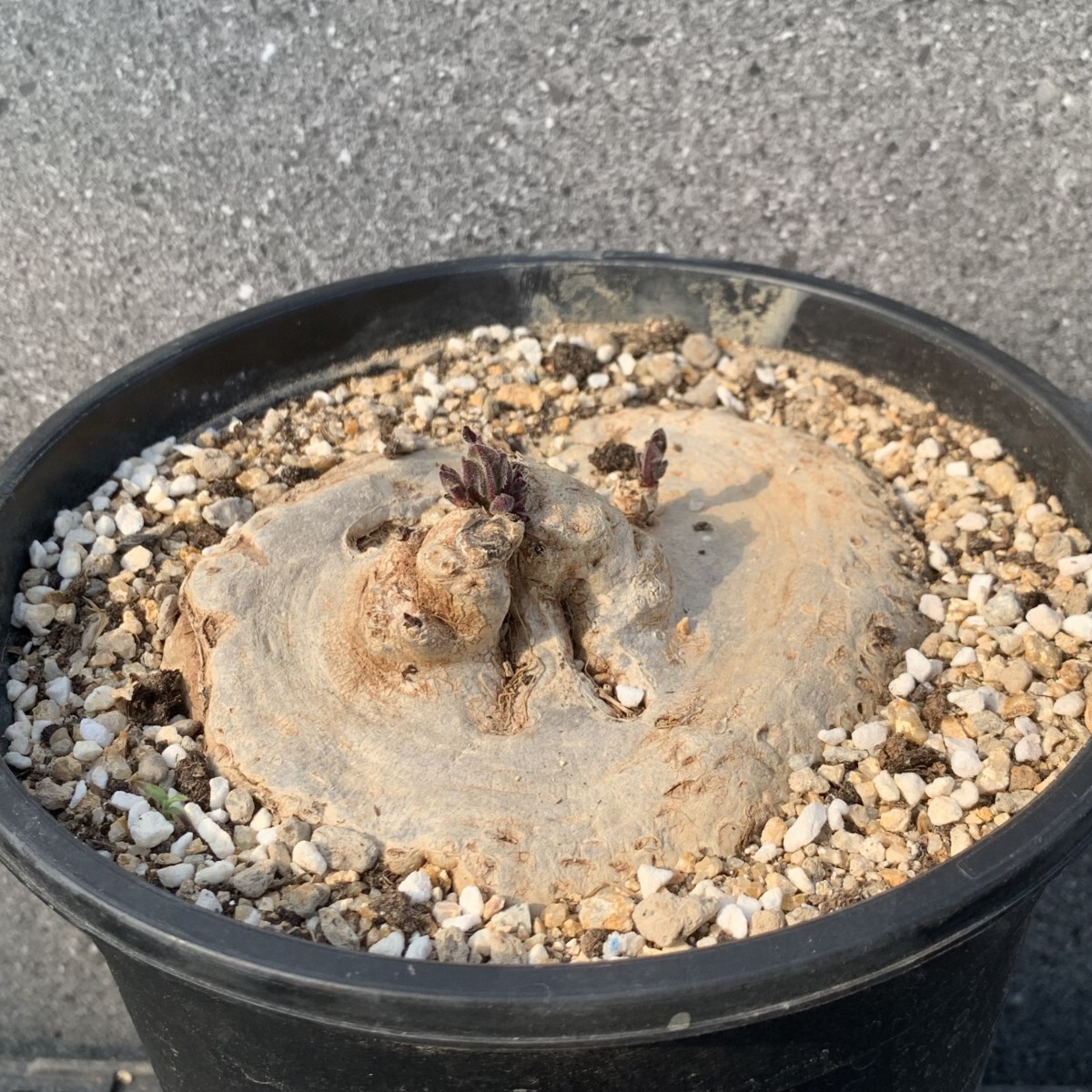 q27 ブラキステルマ バーベラエ 竜卵窟 Brachystelma barberae 大株 開花株
