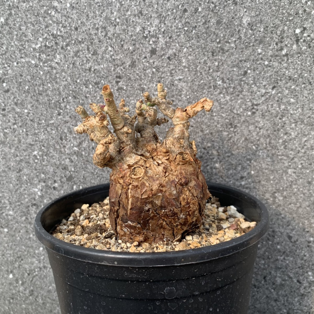 q22 Ceraria pygmaea ケラリア ピグマエア ベアルート株 アラビカム