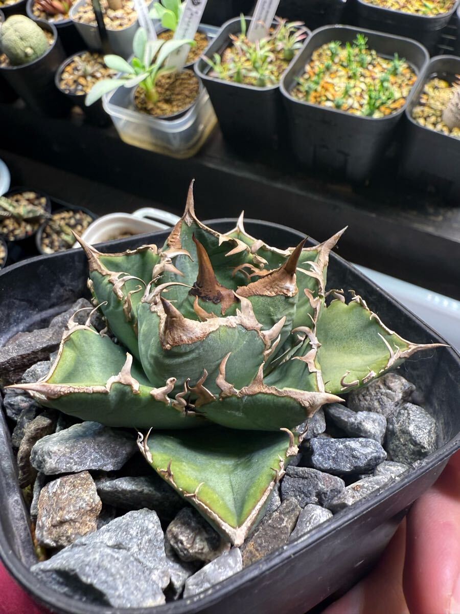 シエラ ミクスティカ Agave titanota Sierra Mixteca [select with extra white