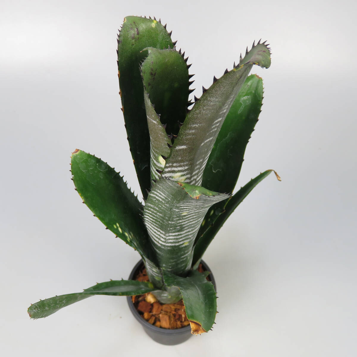 SALE! ビルベルギア ☆ Billbergia vittata Domingos Martins ★ タンクブロメリア