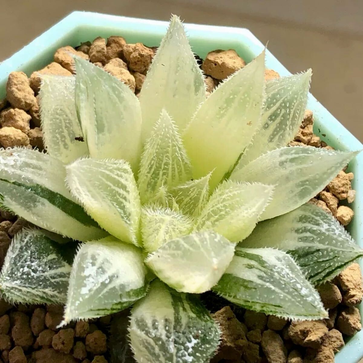 Yahoo!オークション -「ハオルチア 白蛇伝」(観葉植物) の落札 Yahoo!オークション -「ハオルチア 白蛇伝」(観葉植物) の落札