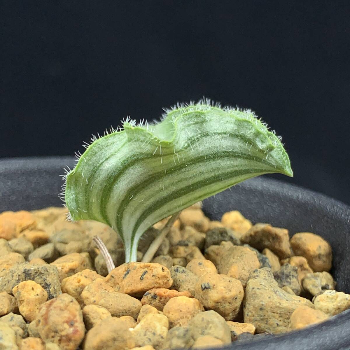 Yahoo!オークション -「エリオスペルマム」(サボテン) (観葉植物 Yahoo!オークション -「エリオスペルマム」(サボテン) (観葉植物