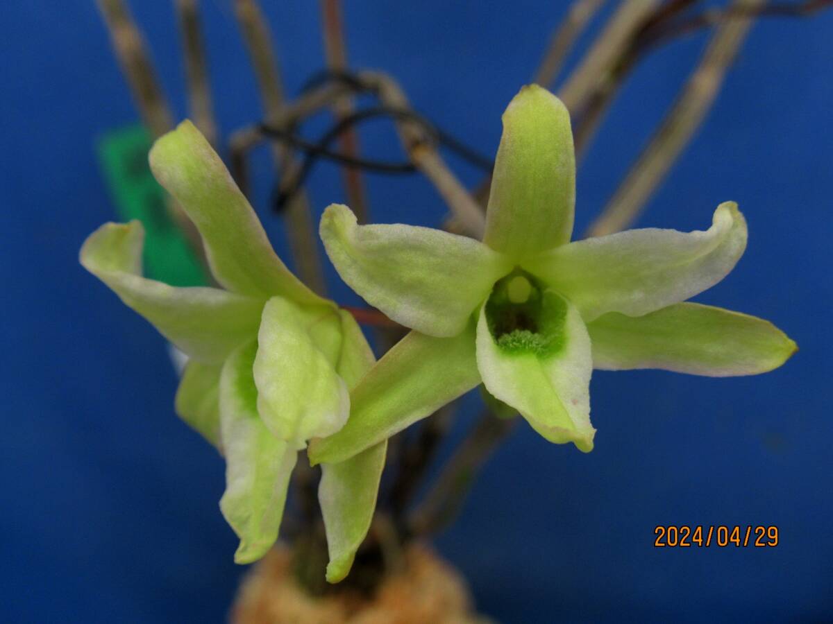 セッコク「飛騨緑」の花 | kulif 化石 富貴蘭 石斛 寒葵 食虫