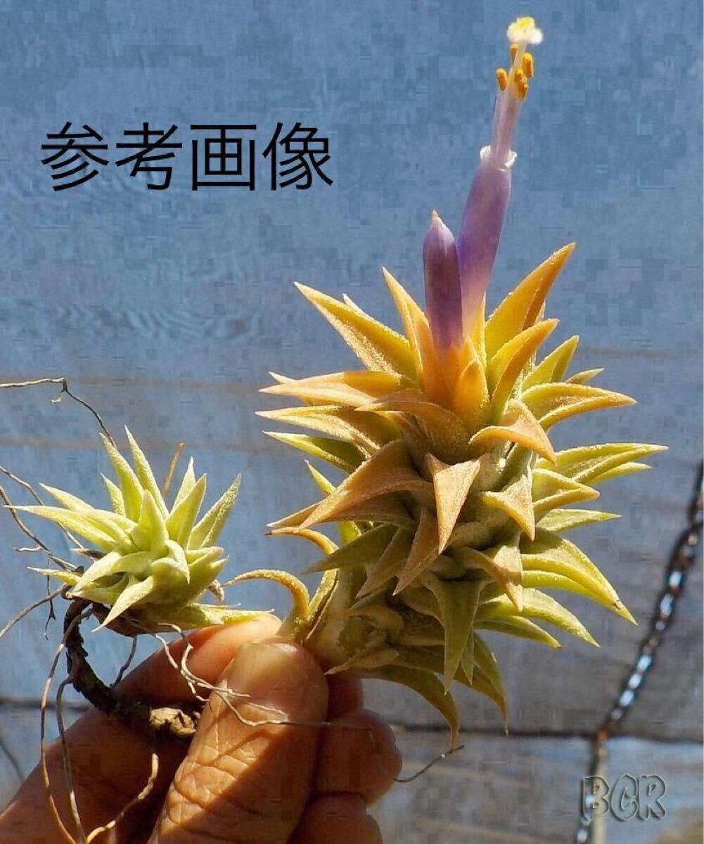 Tillandsia ‘Hawaiian Peach’ ティランジア ハワイアンピーチ チランジア イオナンタ バンハイニンギー 同梱可能