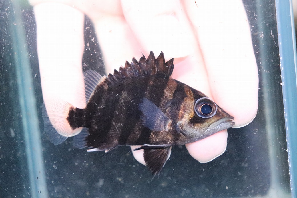 2025年最新】Yahoo!オークション -ダトニオ ショート(魚類、水生