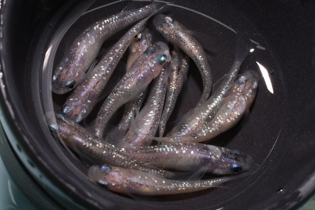 Yahoo!オークション -「白斑サファイア」(魚類、水生生物) の