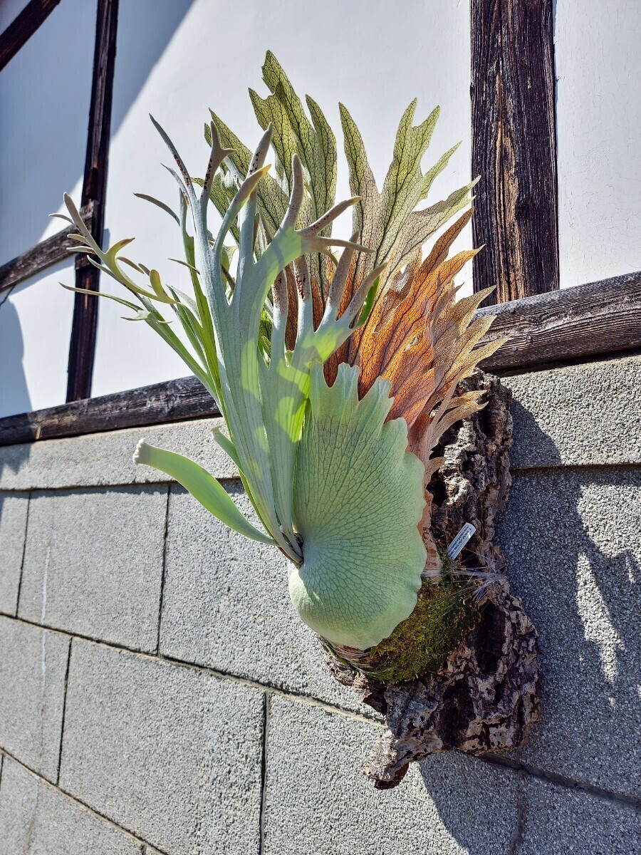 Yahoo!オークション -「p.veitchii wild」の落札相場・落札価格