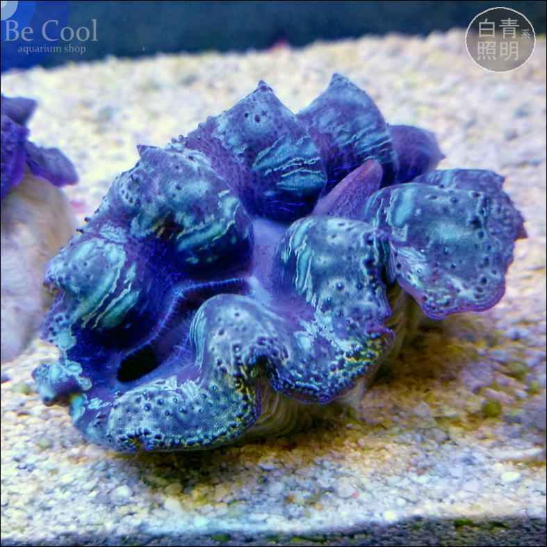 Yahoo!オークション -「ヒメシャコガイ」(魚類、水生生物) の