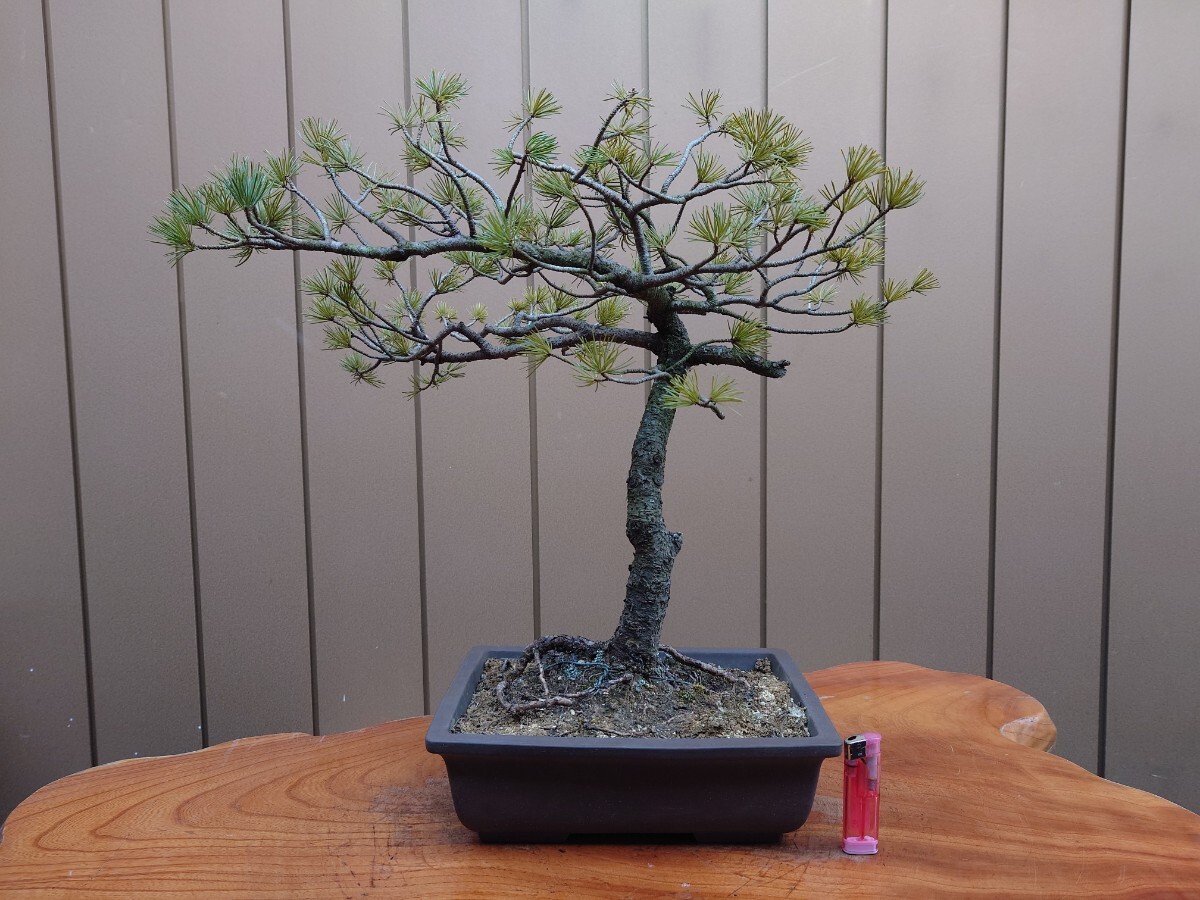 盆栽 五葉松 樹高42cm