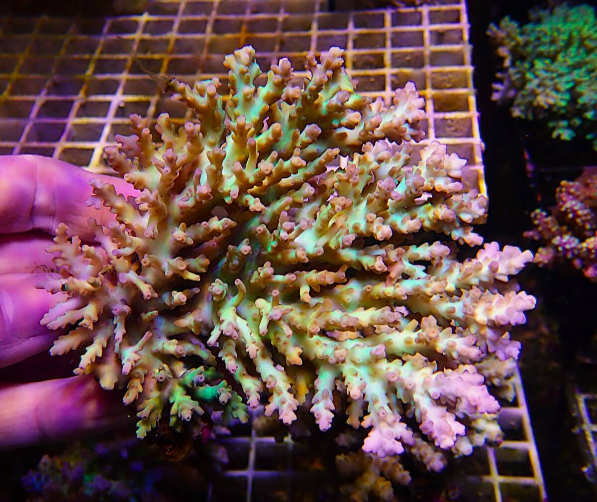 Yahoo!オークション -「ミドリイシ テーブル」(魚類、水生生物