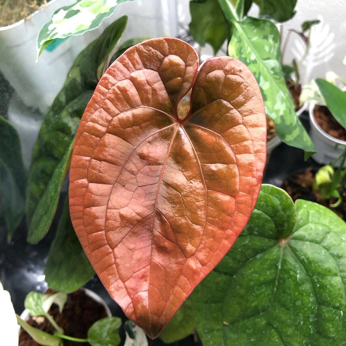 Yahoo!オークション -「anthurium luxurians」の落札相場・落札価格 Yahoo!オークション -「anthurium luxurians」の落札相場・落札価格
