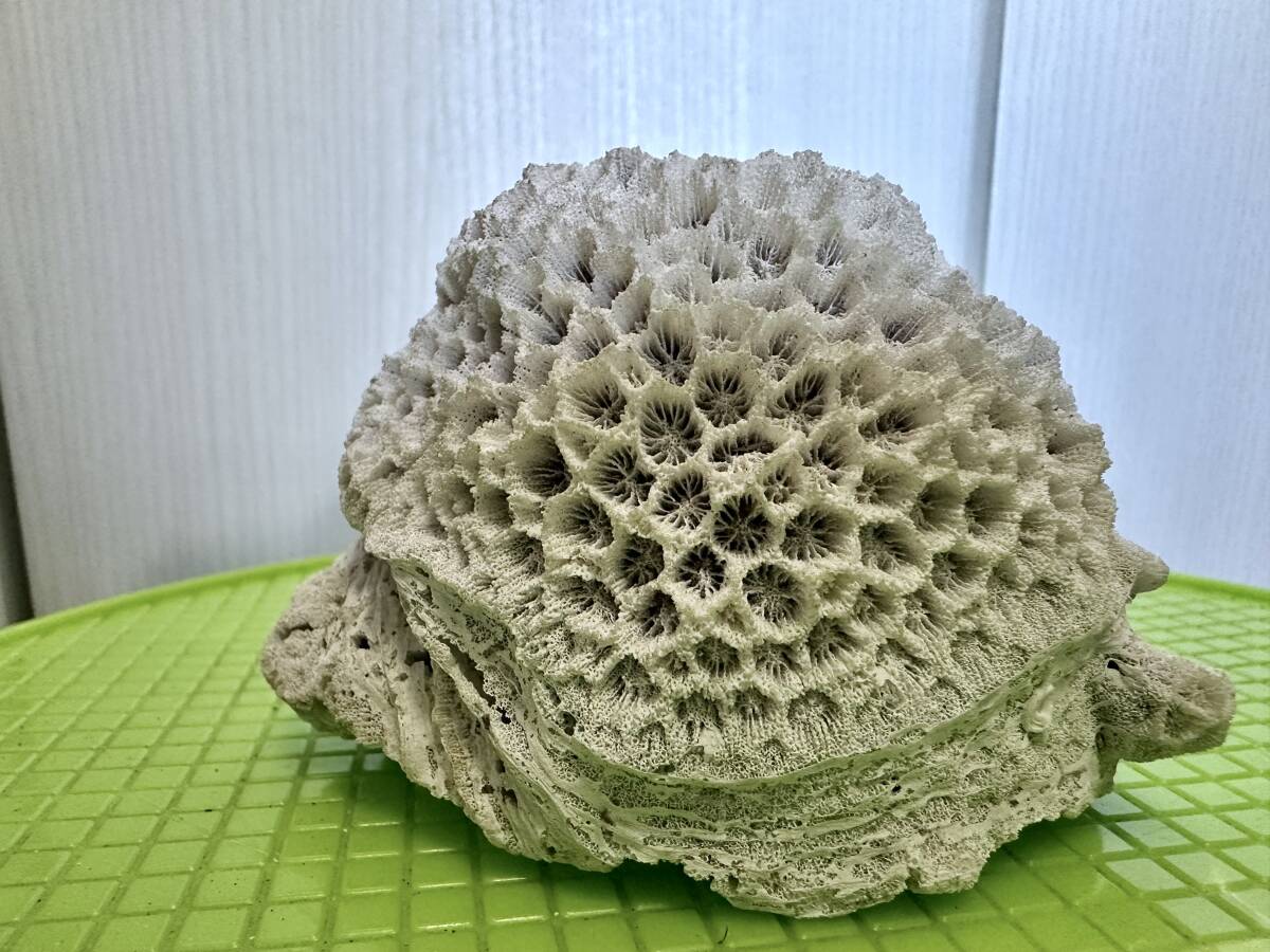 Yahoo!オークション -「珊瑚 置物 白」(魚、水草) (ペット用品 Yahoo!オークション -「珊瑚 置物 白」(魚、水草) (ペット用品