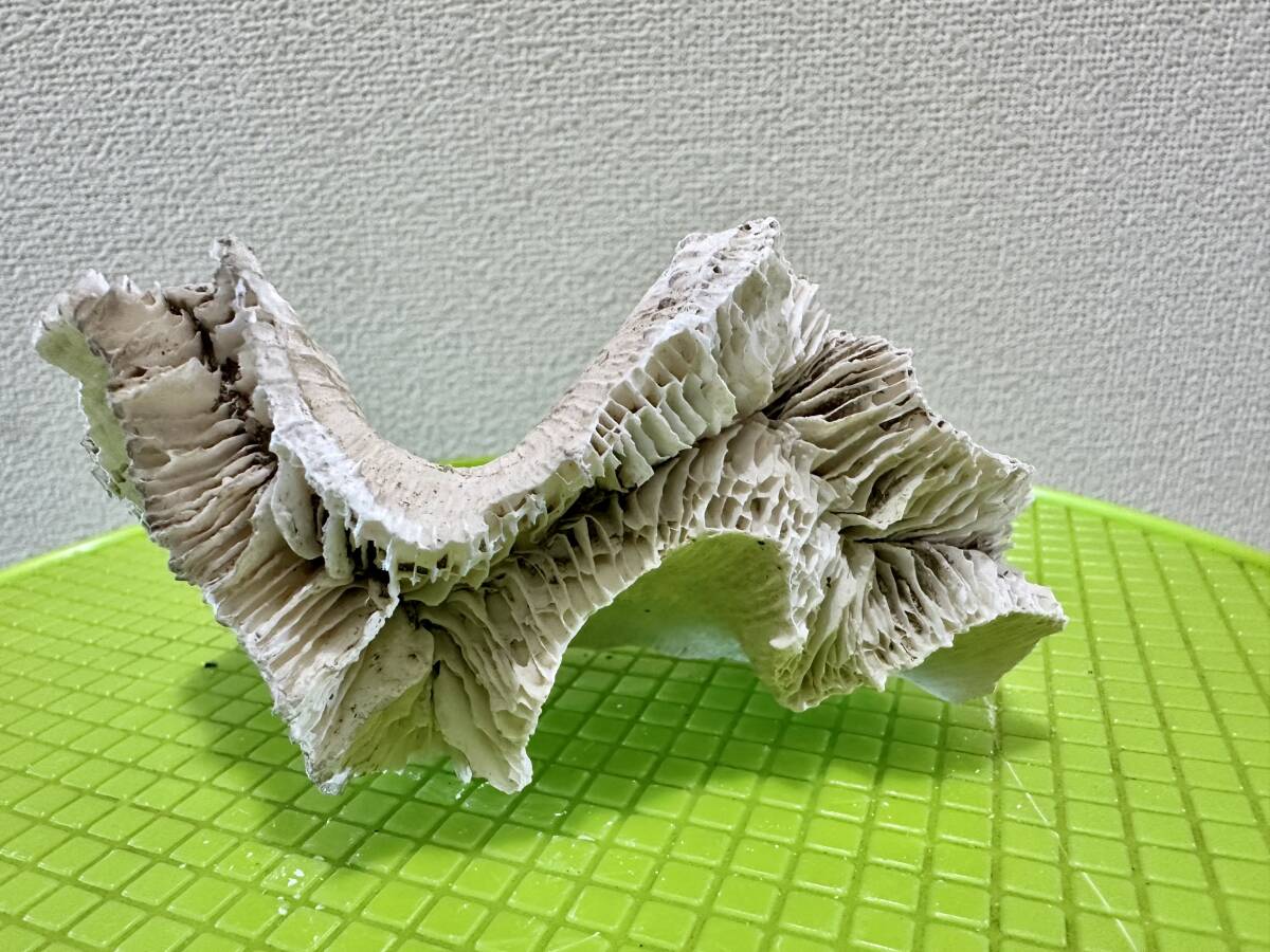 Yahoo!オークション -「珊瑚 置物 白」(魚、水草) (ペット用品 Yahoo!オークション -「珊瑚 置物 白」(魚、水草) (ペット用品