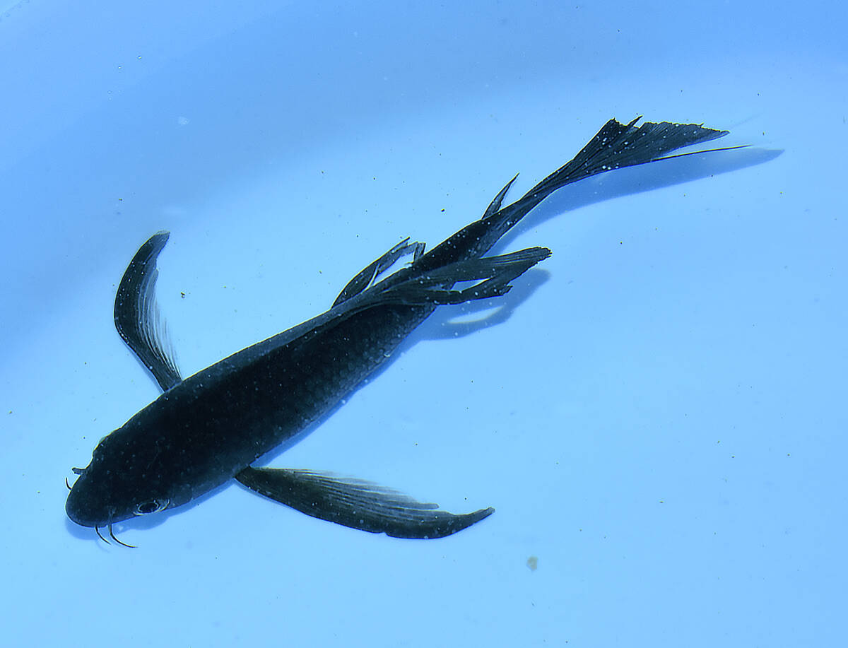 Yahoo!オークション -「カラス」(錦鯉) (魚類、水生生物)の落札 Yahoo!オークション -「カラス」(錦鯉) (魚類、水生生物)の落札