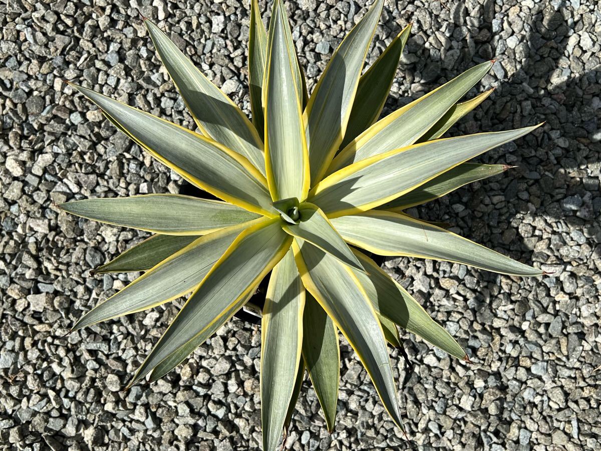 Yahoo!オークション -「blue-moon」(アガベ) (観葉植物)の落札 Yahoo!オークション -「blue-moon」(アガベ) (観葉植物)の落札
