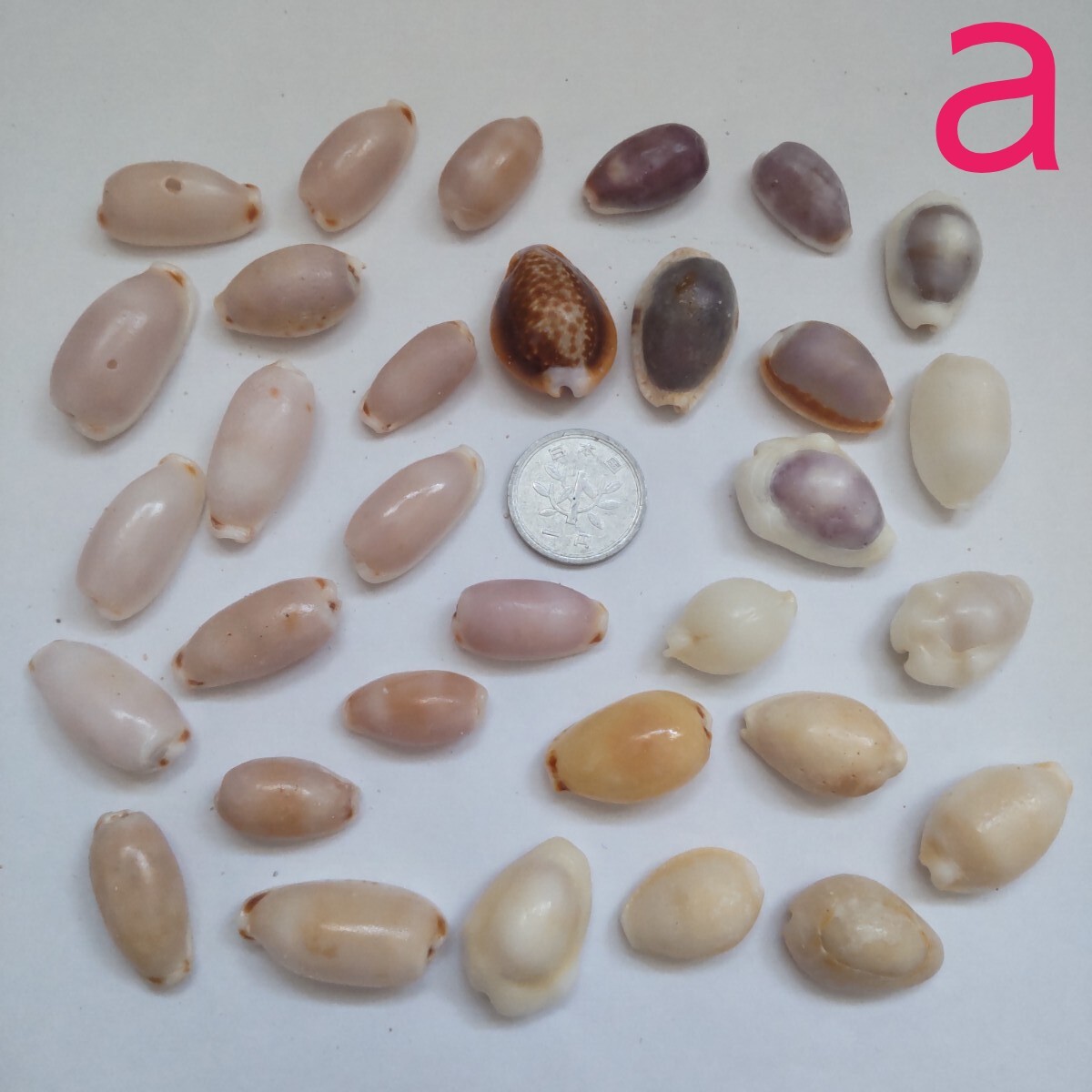 ホシダカラ　幼貝後期 ＆ 成貝セット　タカラガイ　宝貝　標本　コレクション　貝殻 ホシダカラ 幼貝後期 ＆ 成貝セット タカラガイ 宝貝 標本