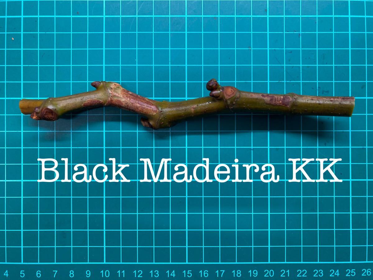 Yahoo!オークション -「イチジク black madeira kk」(苗