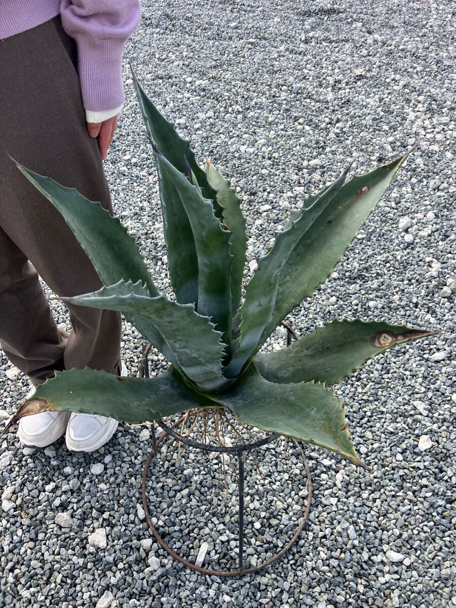 Yahoo!オークション -「アガベ シルバーサーファー」(観葉植物