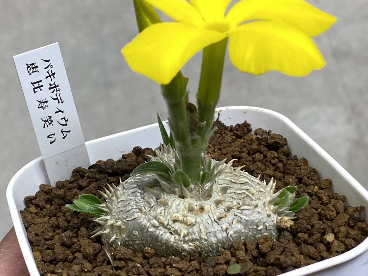 Yahoo!オークション -「パキポディウム 恵比寿笑い」(サボテン Yahoo!オークション -「パキポディウム 恵比寿笑い」(サボテン