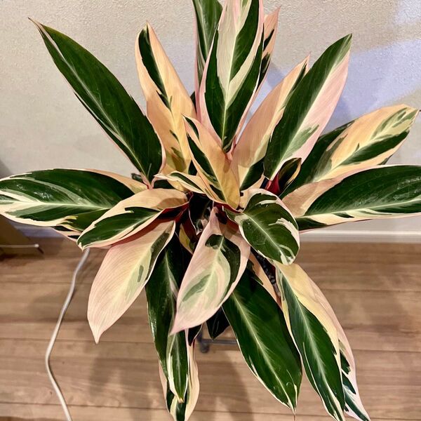 観葉植物 カラテア ストロマンテ トリオスター