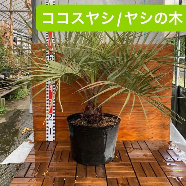 【早い者勝ち】ココスヤシ【ヤシの木】