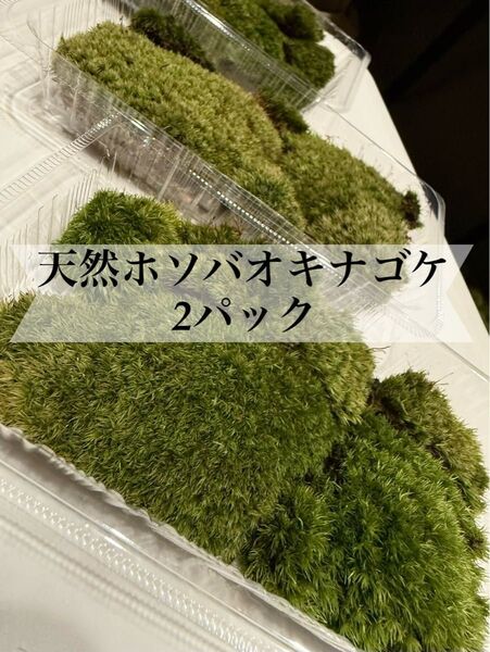 No.51 天然 ホソバオキナゴケ 2パック 苔 山苔 苔テラリウム ビバリウム パルダリウム 苔盆栽 盆栽 苔庭 庭園苔