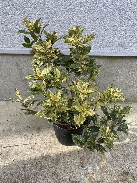 斑入りヒイラギ苗木 鉢ごと発送