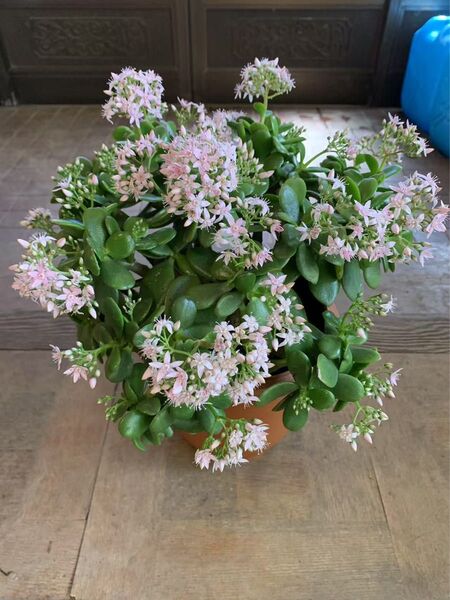 金の成る木 開花中 特大株 鉢ごと発送