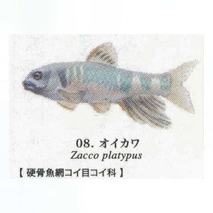 原色図鑑シリーズ21　原色淡水魚図鑑1　改訂版　オイカワ ユージン ガチャポン チョコエッグ フィギュア