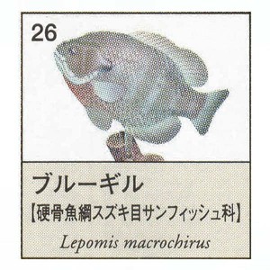 原色図鑑シリーズ6 原色淡水魚図鑑2 ブルーギル ユージン ガチャポン チョコエッグ フィギュア