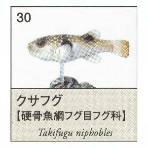 原色図鑑シリーズ6 原色淡水魚図鑑2 クサフグ ユージン ガチャポン チョコエッグ フィギュア