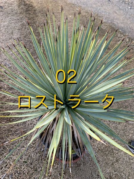 02 ユッカ ロストラータ 鉢付 Yucca rostrata