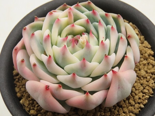 Yahoo!オークション -「多肉植物 チワワエンシス錦」(花、園芸 Yahoo!オークション -「多肉植物 チワワエンシス錦」(花、園芸
