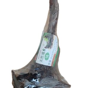 【ラスト商品】GEX 天然流木 M