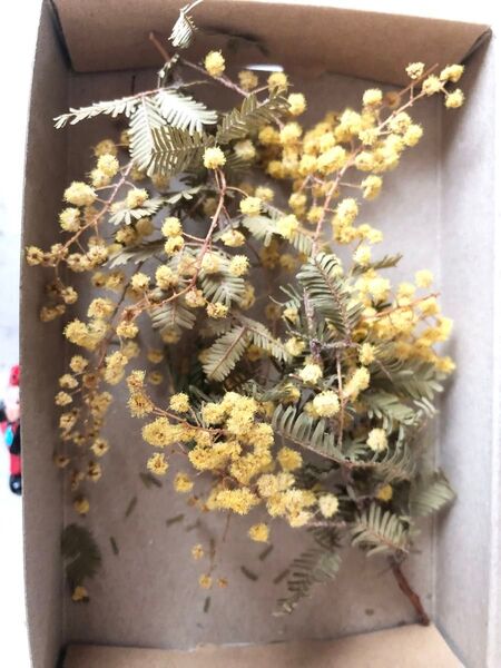 ミモザのドライフラワー 花材 ②