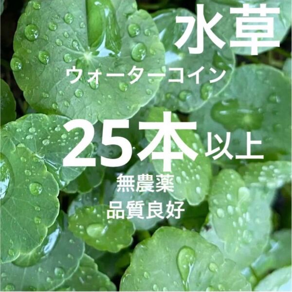 1d☆メダカや金魚の夏休み☆増えるウォーターコイン〜☆ウォーターマッシュルーム☆