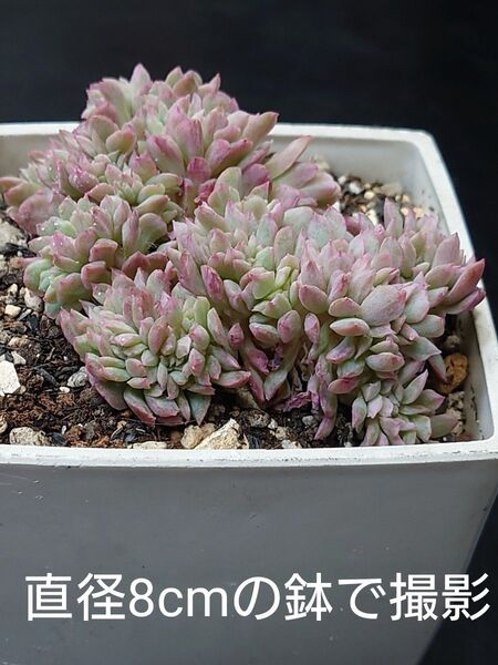 多肉植物 ブラッドブリアナ錦 綴化
