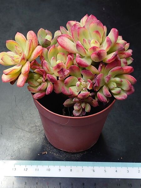 多肉植物 ミニベル錦 2