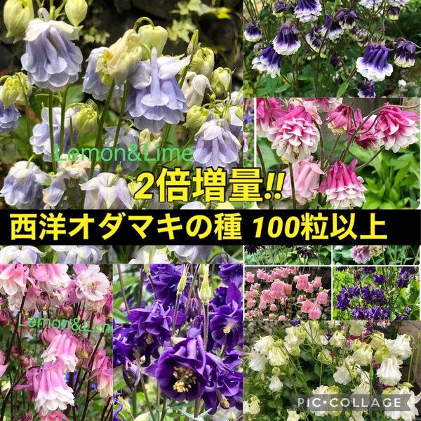 増量 西洋オダマキの種