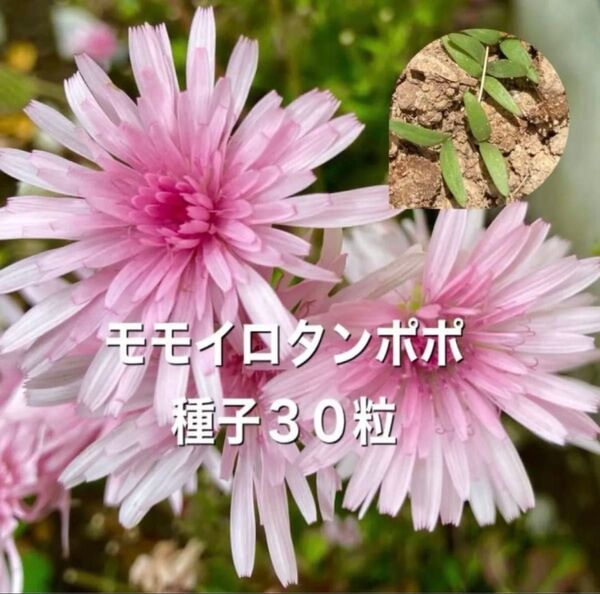 モモイロタンポポ 種子30粒